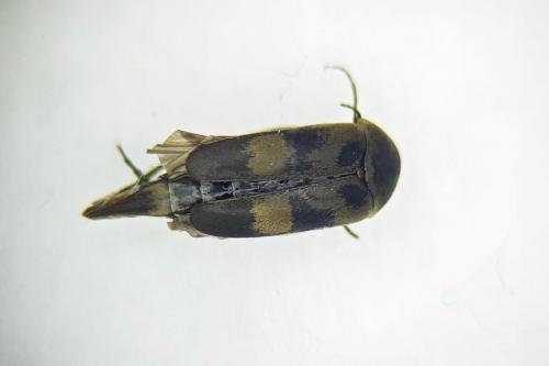 Réf. 243 056 : Variimorda villosa
